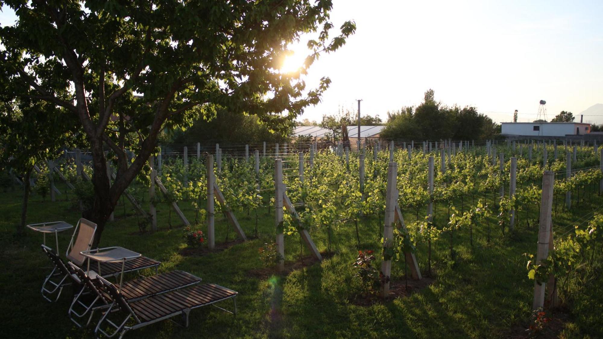 "Per Mik" Cottage In Vineyard Shkodër エクステリア 写真