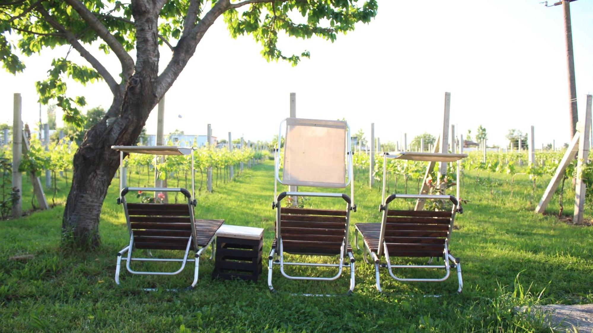 "Per Mik" Cottage In Vineyard Shkodër エクステリア 写真
